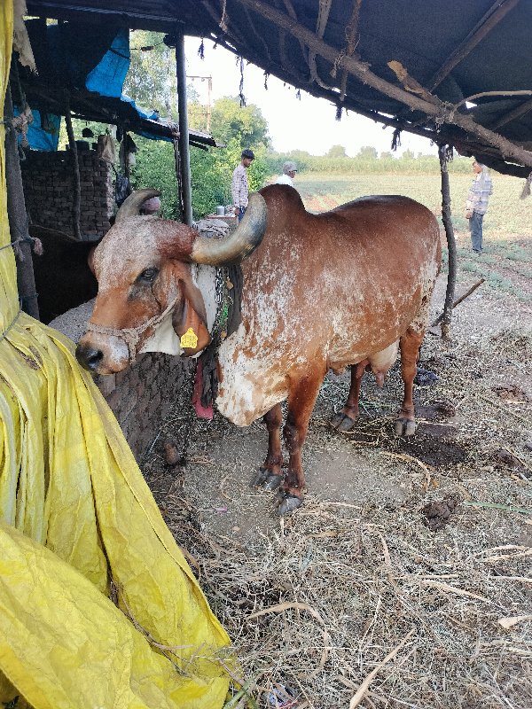 ચોથું વેતર ૩૦૦૦...