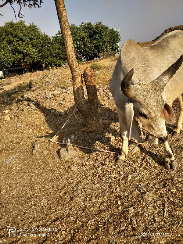 ગોધલો લેવાનો છે