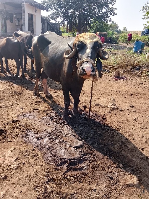 ખળેલી વેચવાની છ...