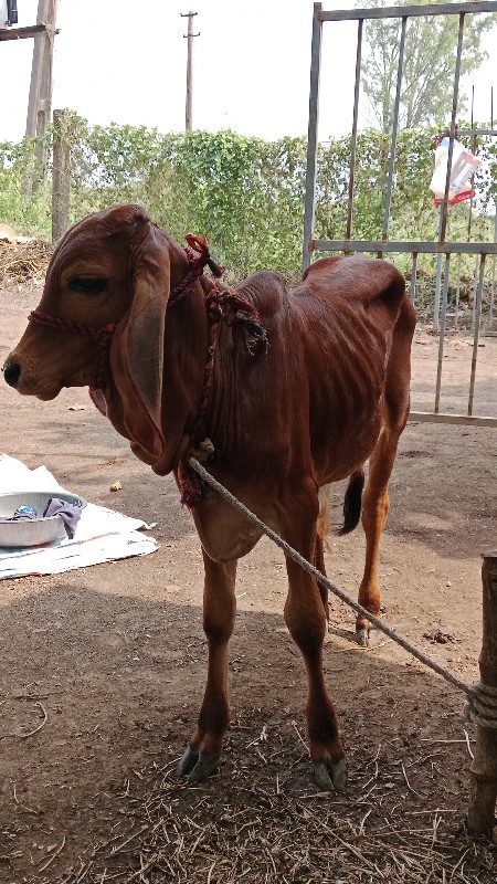 ગાય વેચવાની છે