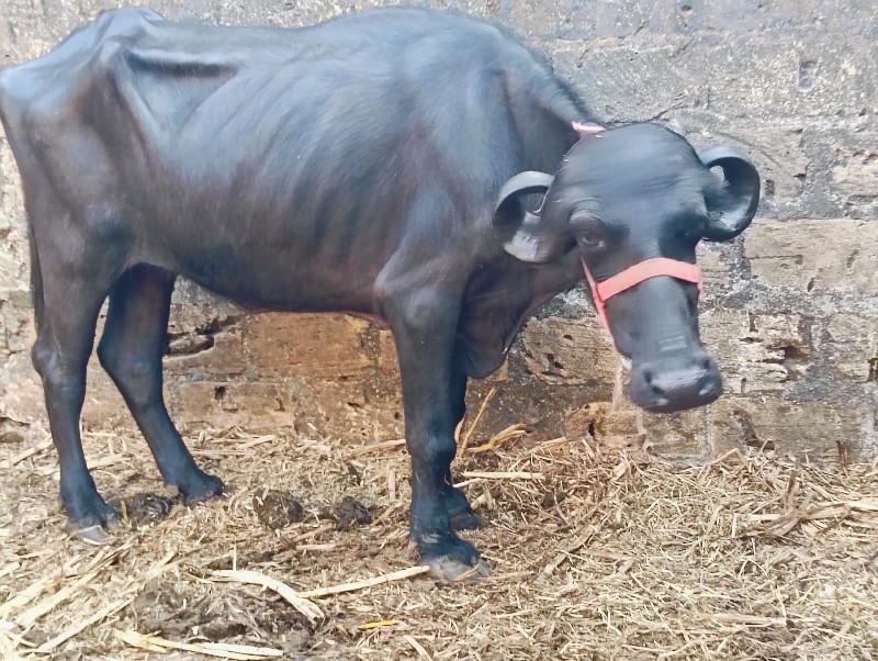 ખડેલી વેશવાની છ...