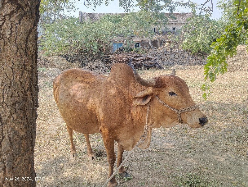 દેશી ગાય