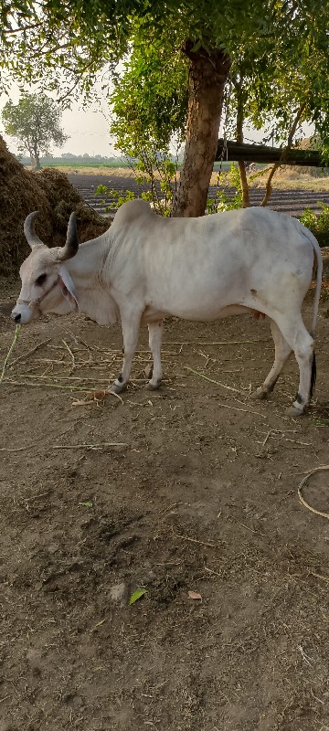 ગાય વેચવાની છે