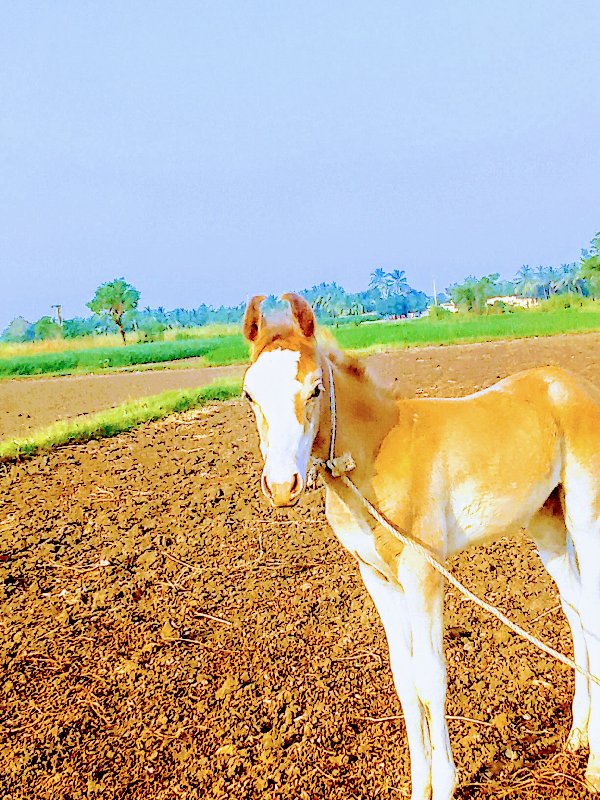 ધોડી વેચવાની છે