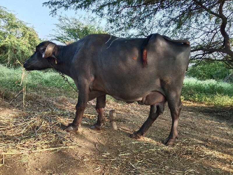 ભેંસ સારી છે