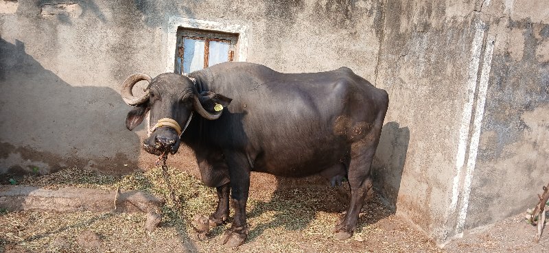 ભેંસ વેચવાની છે