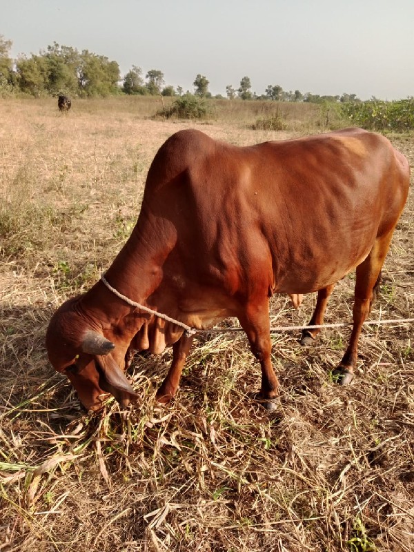 ગીર ગાય વેચવાની...