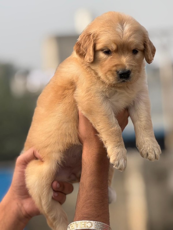 Golden Retrieve...