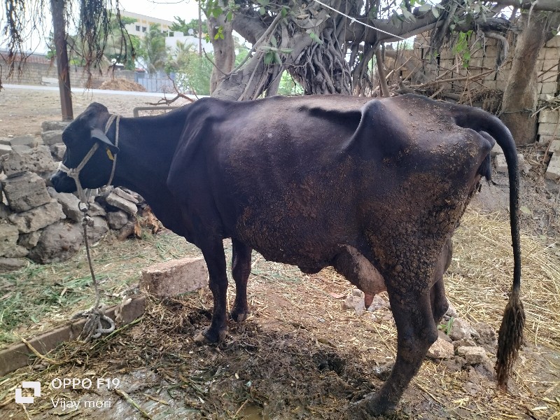 ગીર ક્રોસ