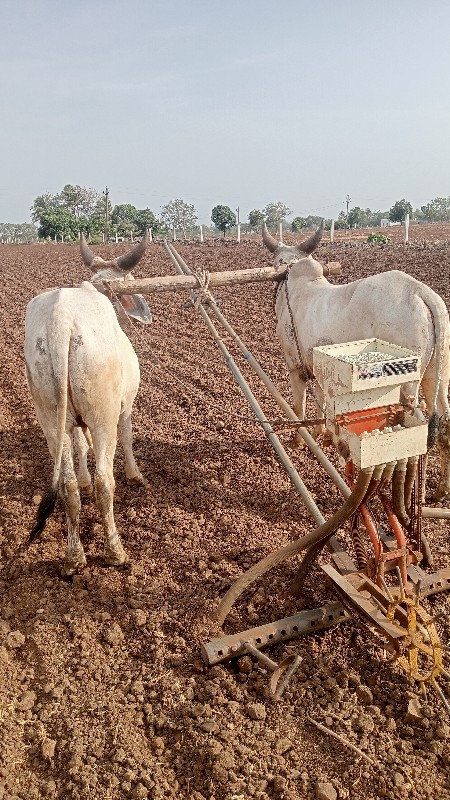 ગોધલા વેચવાના સ...