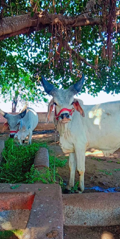 ગોધલા