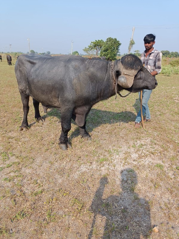 પાડો વેચવાનો છે