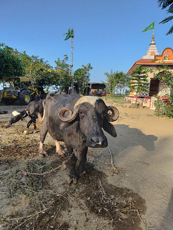 ભેસ  વેચવાની  છ...