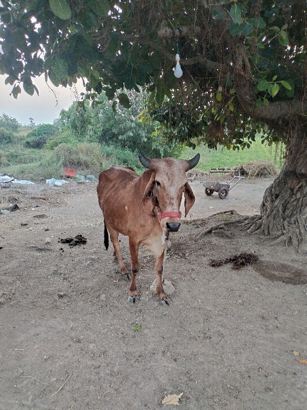 ગાય