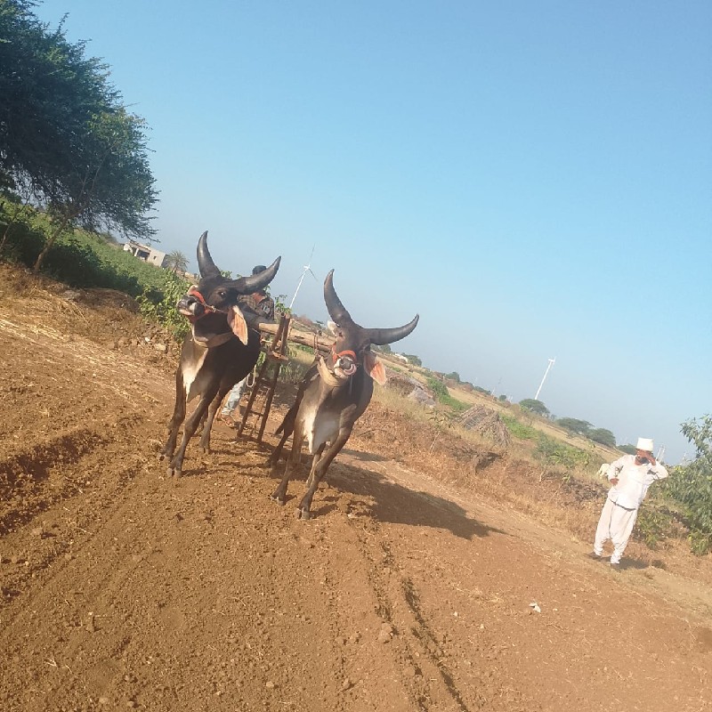 સાવ સોજા