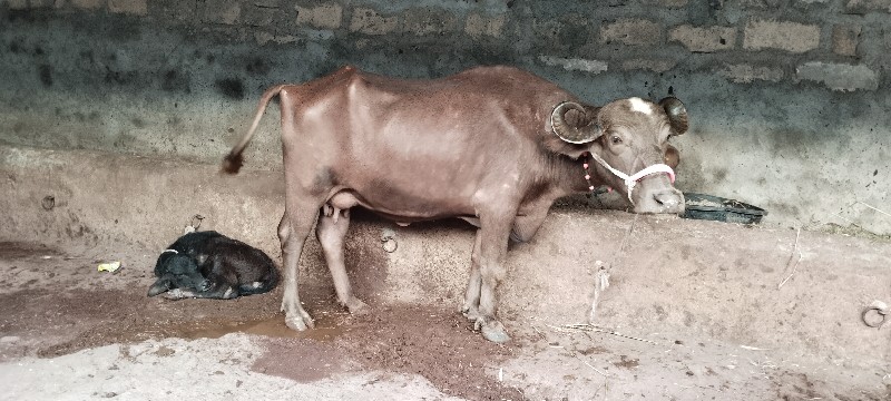 ભેંસ વેચવાની છે...