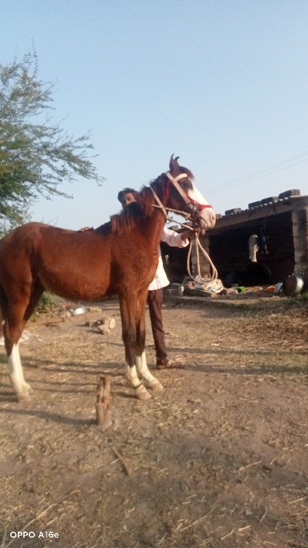 વછેરી ઘોડી વેચવ...