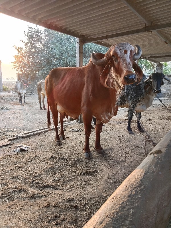 ગાય વેચવાની છે