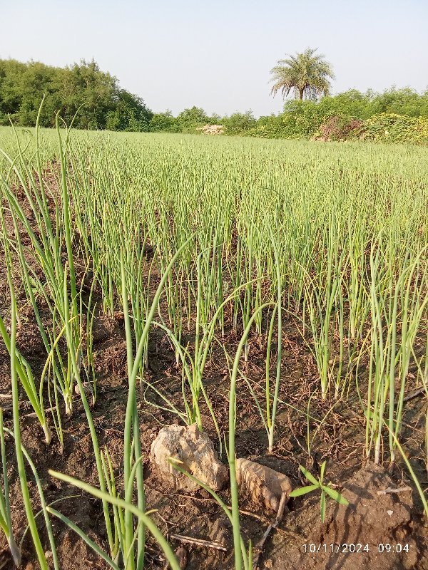 ડુંગળી ના રોપ વ...