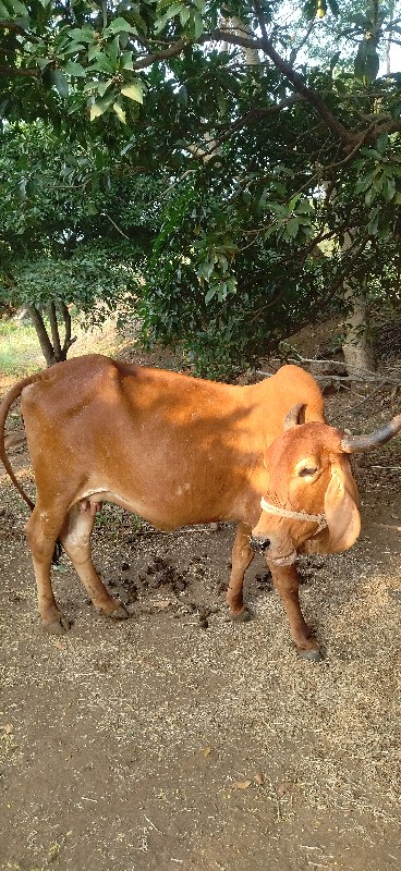 ગાય વેચવાની છે