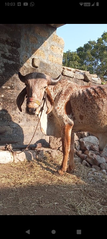 ગોઢલો