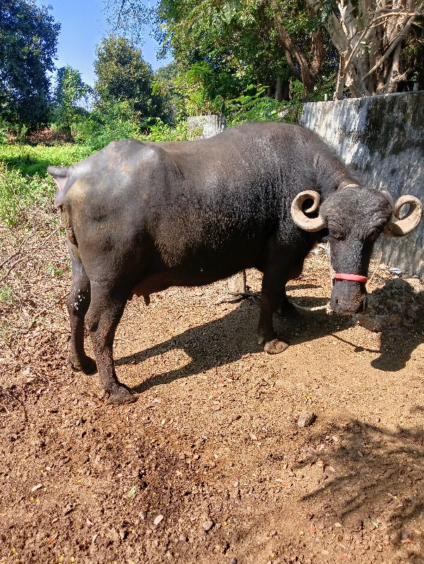 મુળુભાઇ રબારી