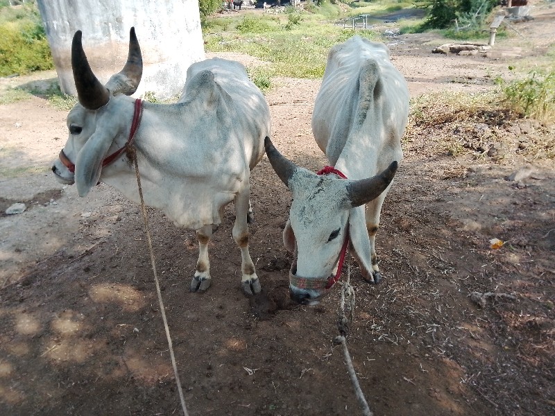 ગોઢલા વેશવાના શ...