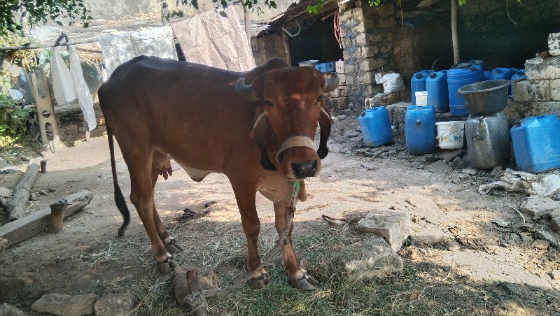 ગાય વેશવાનિ છે