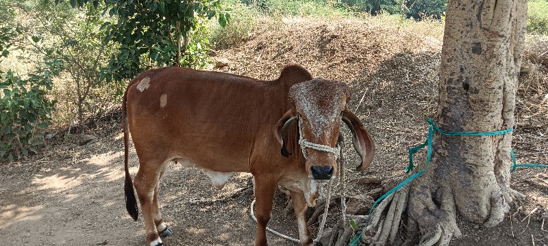 વાછડી વેચવાની છ...