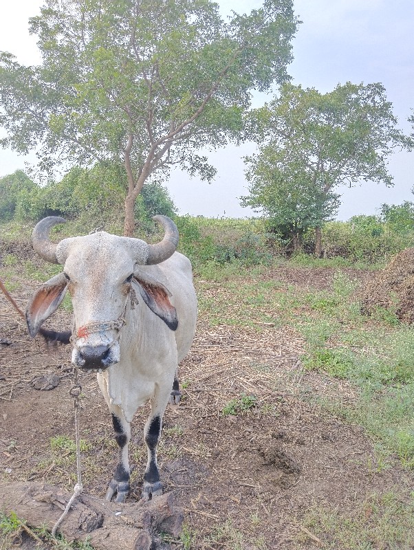 બળદ વેચવાના છે