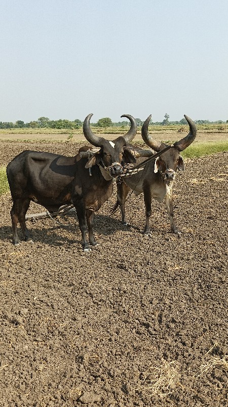 ઘોઠલા વેચવાના છ...