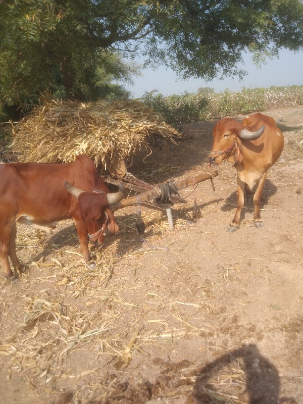 બળદ વેશવાના છે...