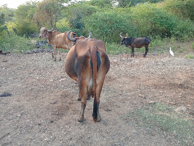 ગાય વેચવાની છે