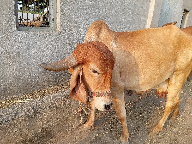 ગાય વેસવાની છે.