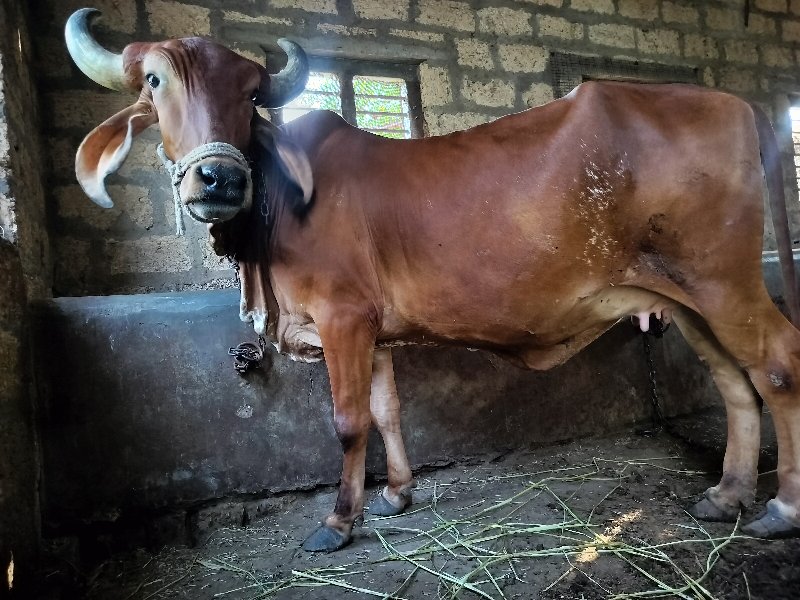 ગીર ઓડકી