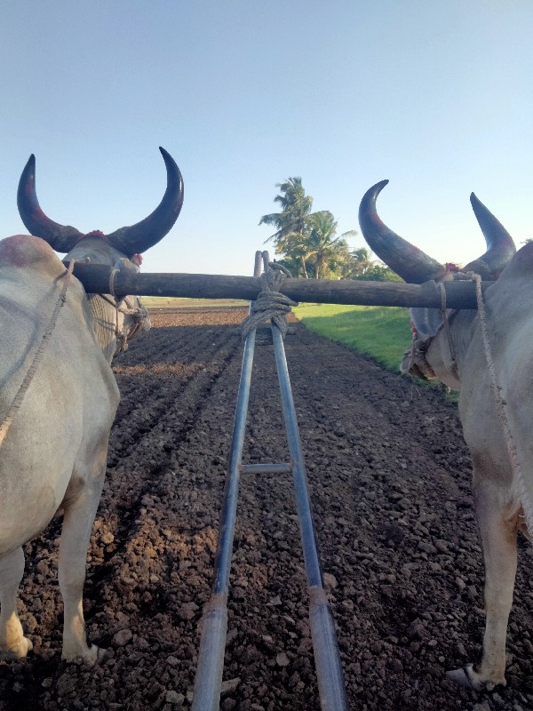 ગોઘલા