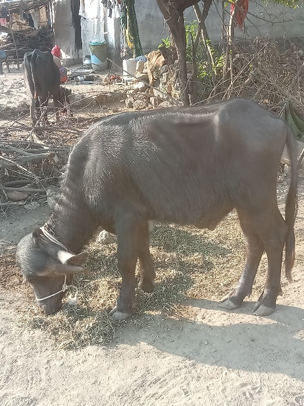 પાડો વેચવાનો છે