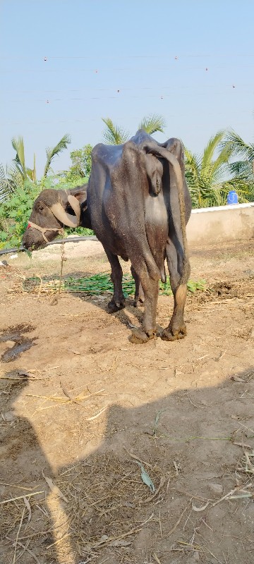 આ ભેંસ વેચવાની...