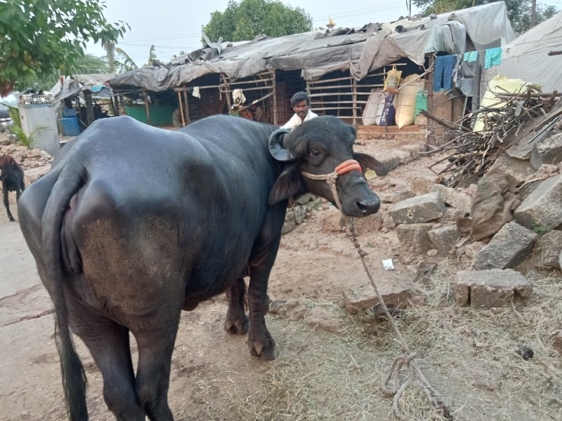 ખડેલો  સઠા સાતમ...