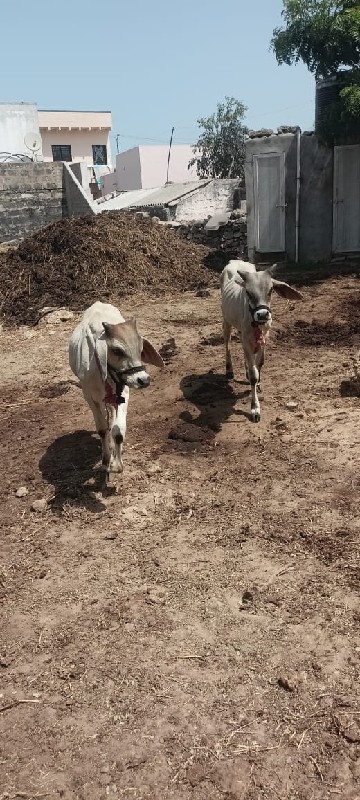 ગોધલા વેચવા