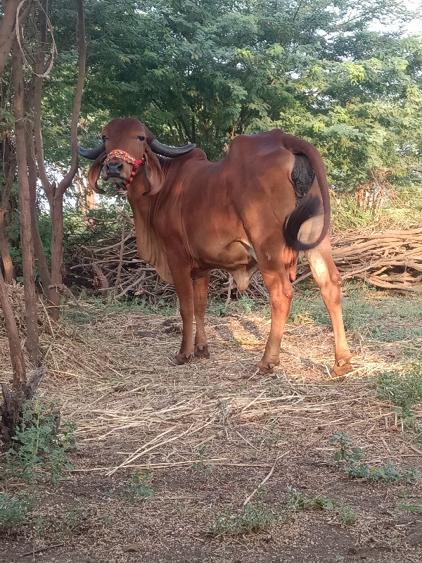 ગાય વેચવાની છે