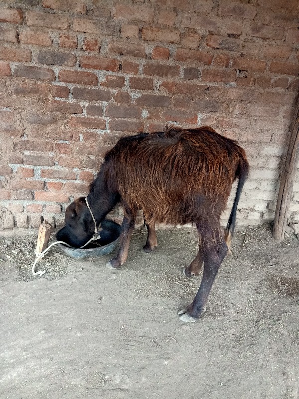 ખડેલુ અને પાડી