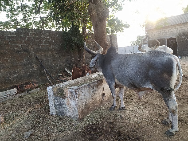 બળદ ૨ આપવાના છે