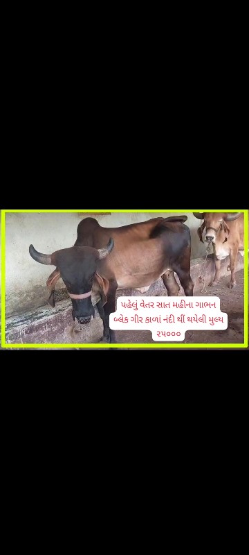 ગાય અને વાછડીઓ