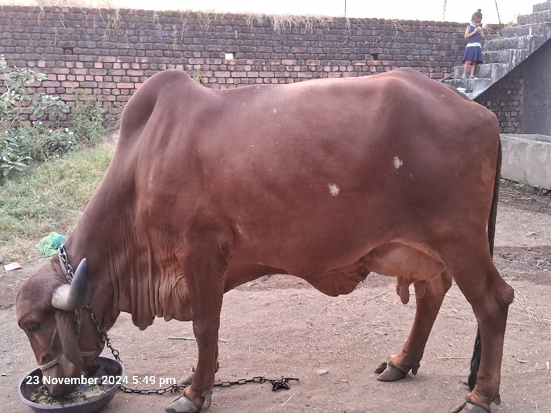 ગીર ગાય