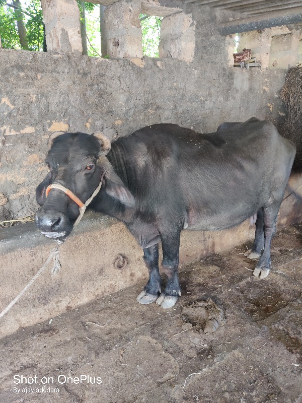 ભેંસ વેચવા નિ છ...