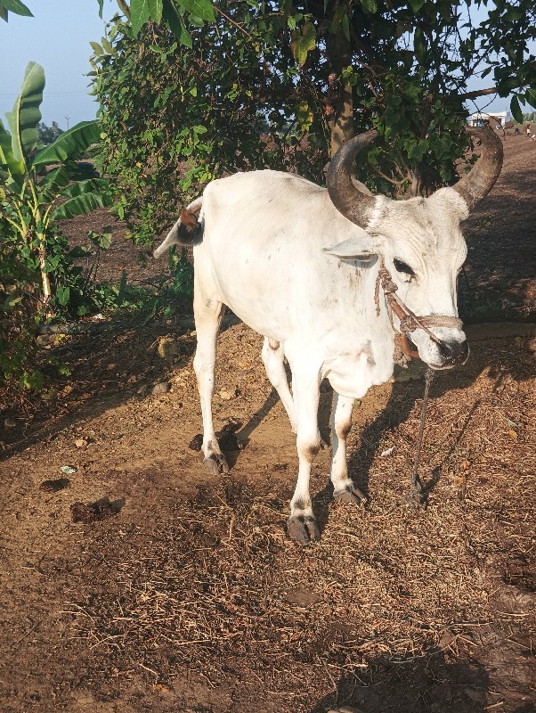 ગોઢલો ૧ વાવણી વ...