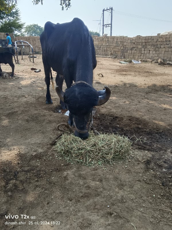 પાડો વેચવા નો છ...