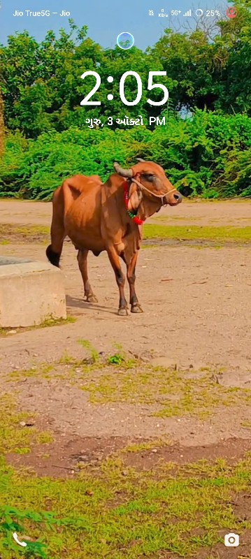 3 વેતર છે