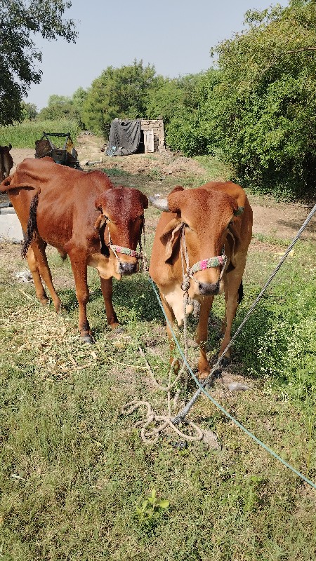 ગોઢલા